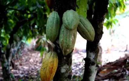 cacao cacao