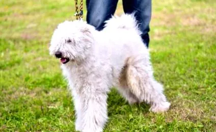 rasei komondor