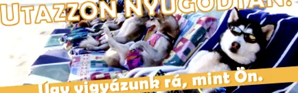 пенсия котешка
