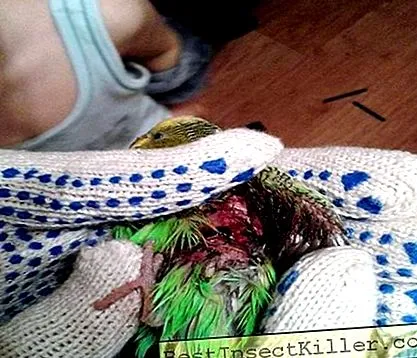 диета диета