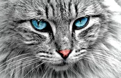 корм корм котів