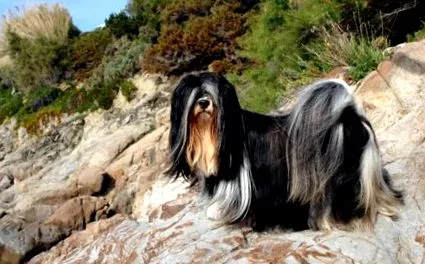lhasa lhasa