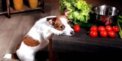 куче върху