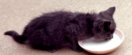 котка млечна захар