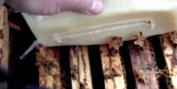 цукровий цукровий