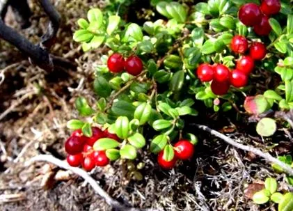 ведмідя arctostaphylos
