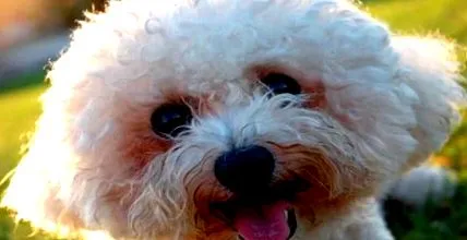 bichon