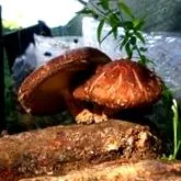 shiitake shiitake