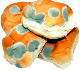 също могат могат бъдат