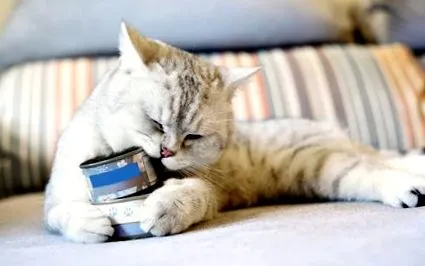 домашен любимец котето