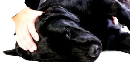 milù dolce