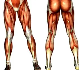 бедра