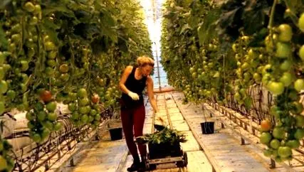 исландия syngenta