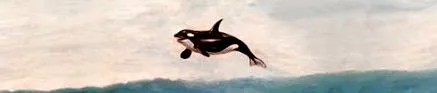 orka orka
