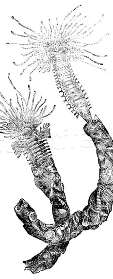 Pinworms деца Pinworms деца