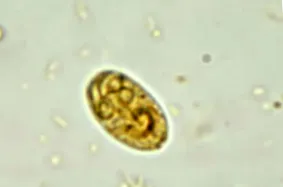 quiste giardia perros поредни