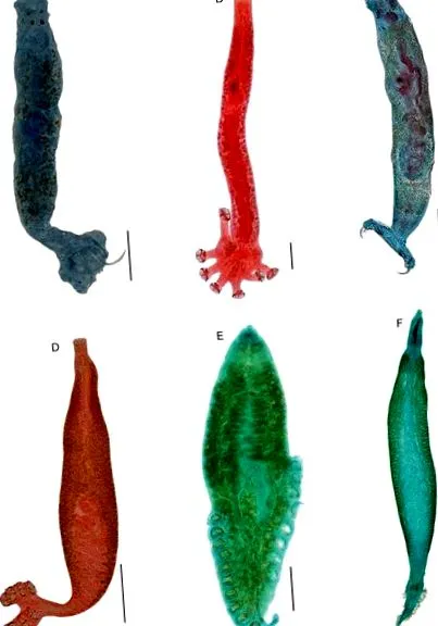 platyhelminthes нашите пещери