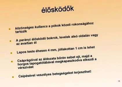 великої рогатої худоби паразитів тварин