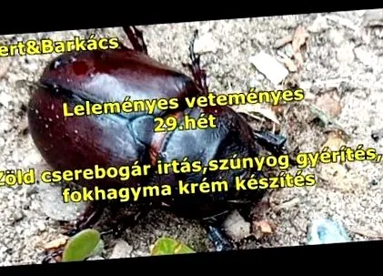 paraziților pentru