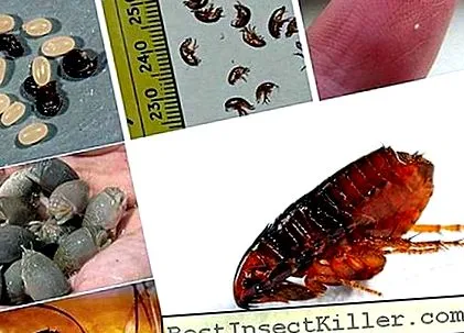 sezonul parasite