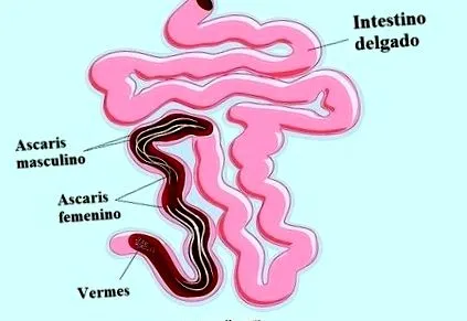 лекува pinworms