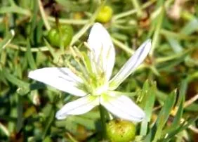 Peganum harmala Peganum harmala