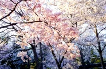 japan japan