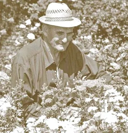 нова роза