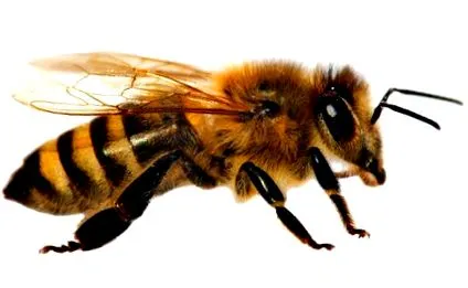 alergie