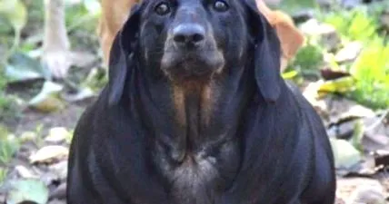 дакел дакел