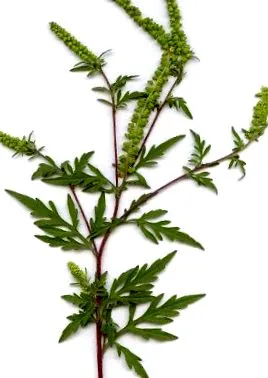 ragweed numele