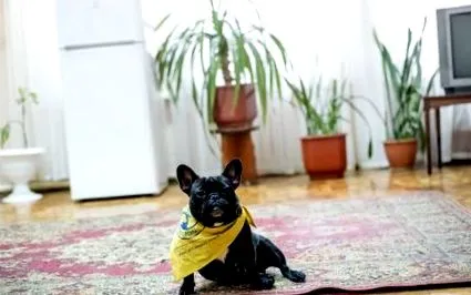 съчувствие присъствието