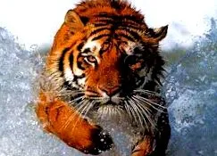 отвара вечната