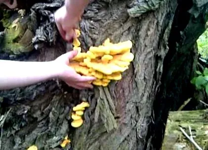 настоянка глистів