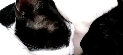 annovet котки