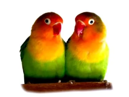 rasei budgerigar