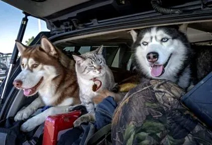 companie animale
