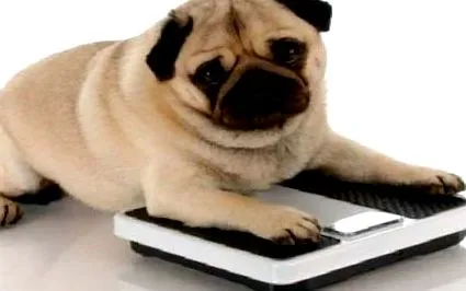 hellodog-webshop кучето