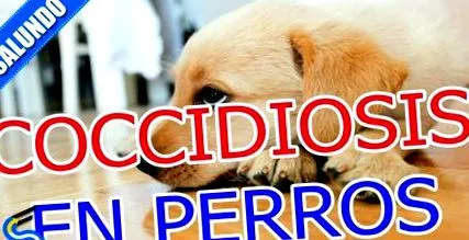 perros giardia