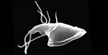 eficacitatea giardiasis