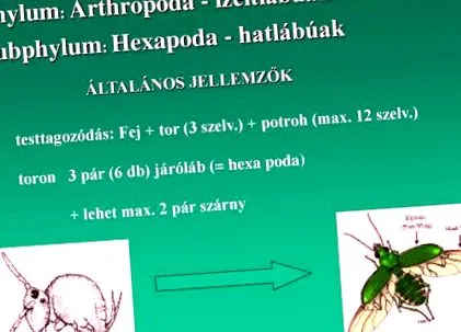 nemathelminthes goldfoot