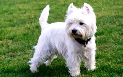 west terrier
