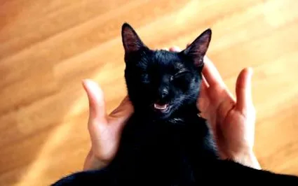 смешни които