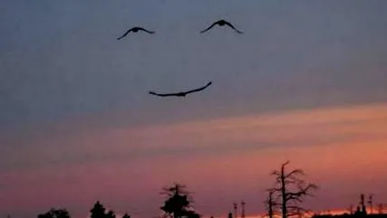 които твърдения