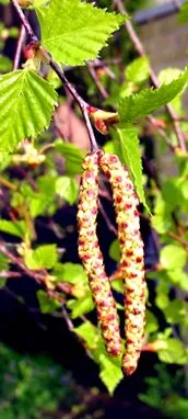 plante puternice