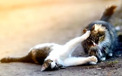 това може коте