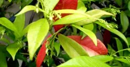 jasminoides