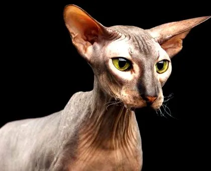 peterbald