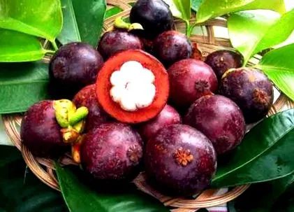 garcinia
