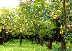 lămâia află